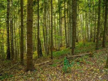 Doğal ormandaki soyut ağaç gövdesi dokusu duvarı. Yerde eski yapraklar var.