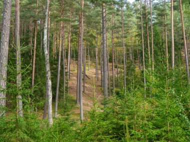 Doğal ormandaki soyut ağaç gövdesi dokusu duvarı. Yerde eski yapraklar var.