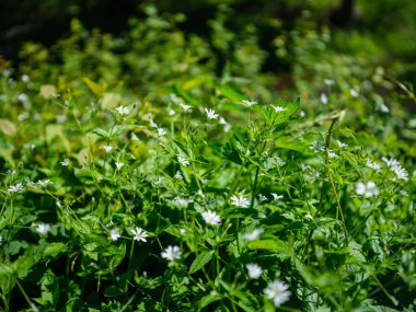 Orman doğasında yaz yeşili yaprak dokuları. soyut arkaplanlar