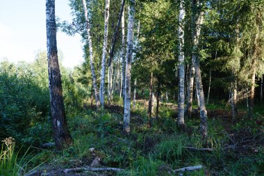 Yeşil yaz ormanında huş ağacı koruluğu. beyaz sandık duvarı