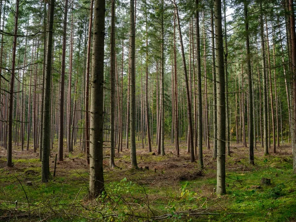 Abstraktní Strom Kmen Textura Zeď Přírodním Lese Starými Listy Zemi — Stock fotografie