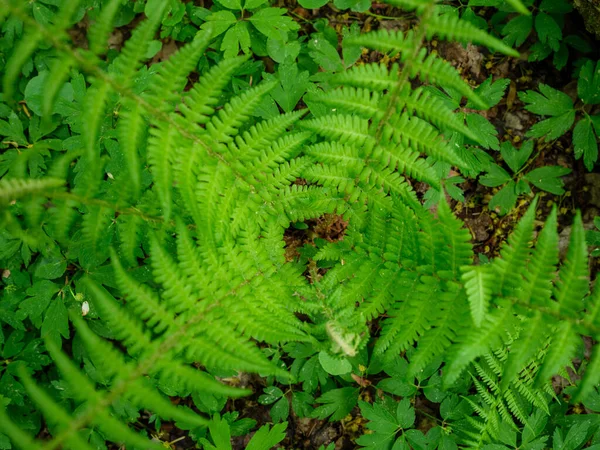 Estate Texture Fogliame Verde Nella Natura Forestale Sfondi Astratti — Foto Stock