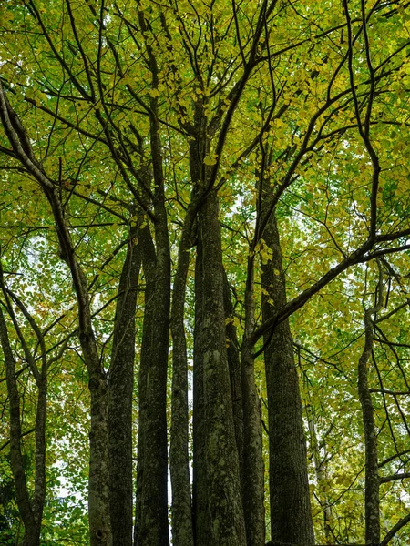 Abstract Tree Trunk Texture Wall Natural Forest Old Leaves Ground — Stock Photo, Image