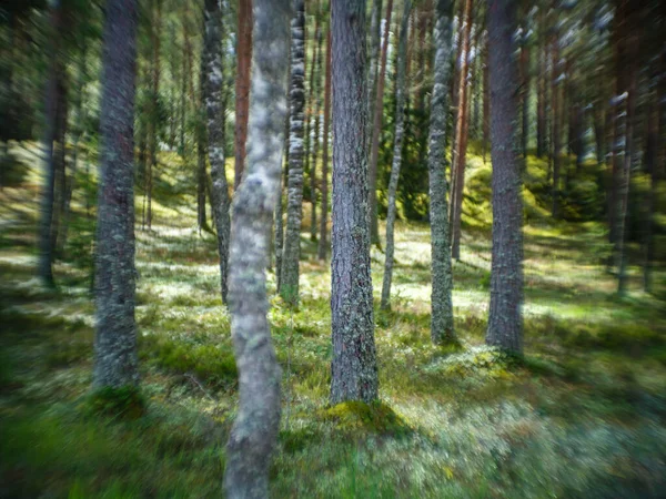 distorted forest plant details with old petzval lens and swirly bokeh effect. artistic images