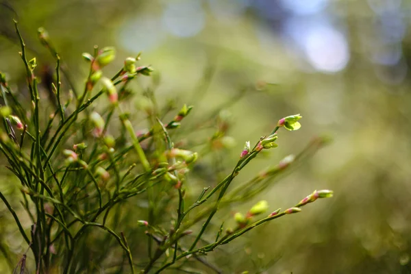 Texturas Follaje Verde Verano Naturaleza Del Bosque Fondos Abstractos — Foto de Stock