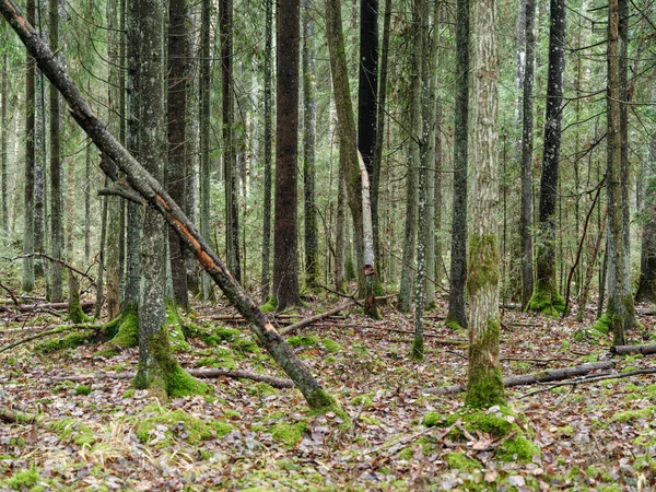 Αφηρημένη Κορμό Δέντρο Υφή Τοίχο Στο Φυσικό Δάσος Παλιά Φύλλα — Φωτογραφία Αρχείου