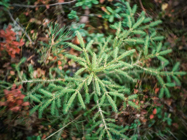 Détails Plantes Forestières Déformés Avec Vieille Lentille Petzval Effet Bokeh — Photo