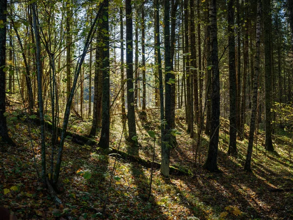 Abstrakcyjny Pień Drzewa Tekstury Ściany Naturalnym Lesie Starymi Liśćmi Ziemi — Zdjęcie stockowe