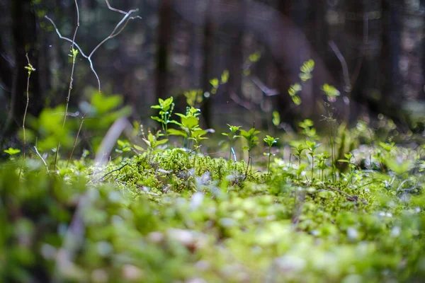 夏の緑の葉のテクスチャは森の自然 抽象的な背景 — ストック写真