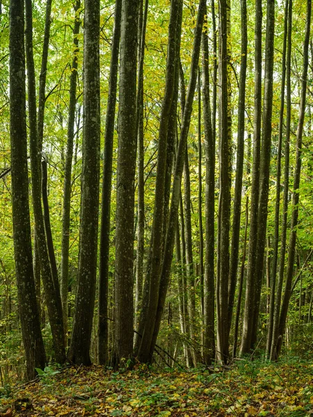 Abstrakte Baumstammtextur Wand Natürlichen Wald Mit Alten Blättern Auf Dem — Stockfoto