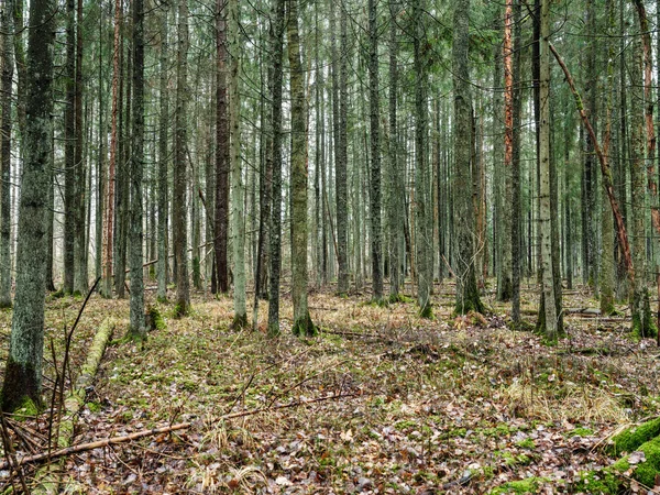 地面に古い葉を持つ自然の森の中の抽象的な木の幹の質感の壁 — ストック写真