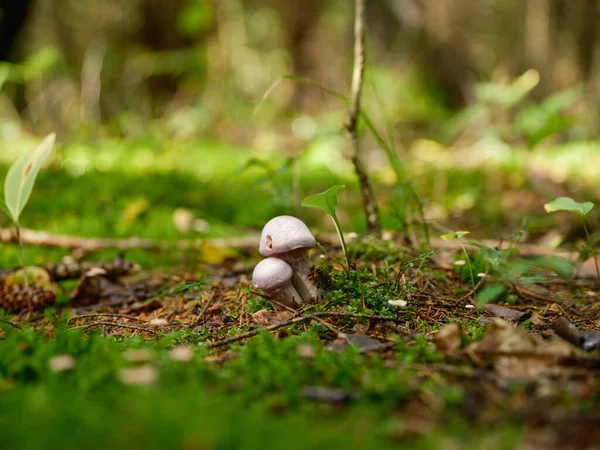 Champignons Sauvages Bosquet Dans Lit Forêt Verte Fin Automne Journée — Photo