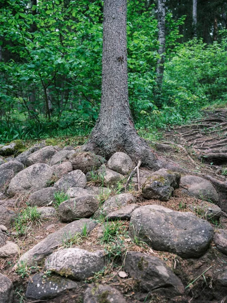 在青翠的夏天森林里的大石头藏在树底下的苔藓里 — 图库照片