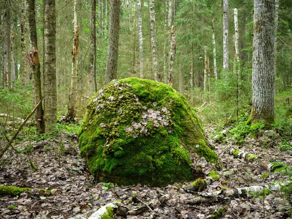 Grandes Rochas Floresta Verde Verão Abaixo Das Árvores Escondidas Musgo — Fotografia de Stock