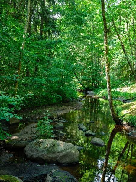 Velké Skály Zeleném Letním Lese Pod Stromy Skryté Mechu — Stock fotografie