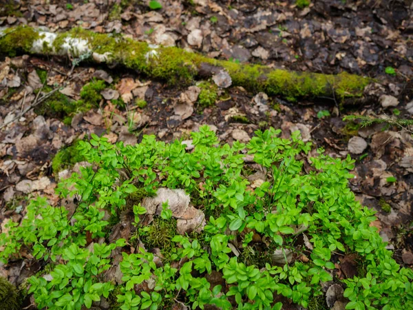 夏の緑の葉のテクスチャは森の自然 抽象的な背景 — ストック写真