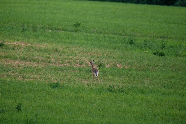 Lebre Selvagem Pulando Escondendo Prado Verão Verde — Fotografia de Stock