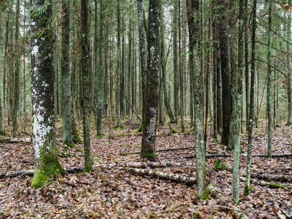 Αφηρημένη Κορμό Δέντρο Υφή Τοίχο Στο Φυσικό Δάσος Παλιά Φύλλα — Φωτογραφία Αρχείου