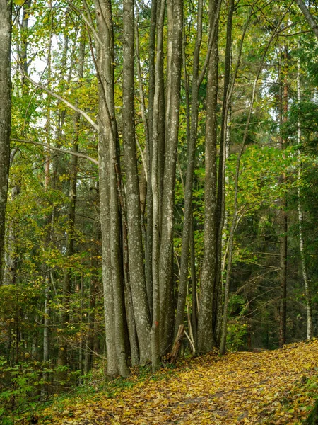 Абстрактный Ствол Дерева Текстурная Стена Естественном Лесу Старыми Листьями Земле — стоковое фото