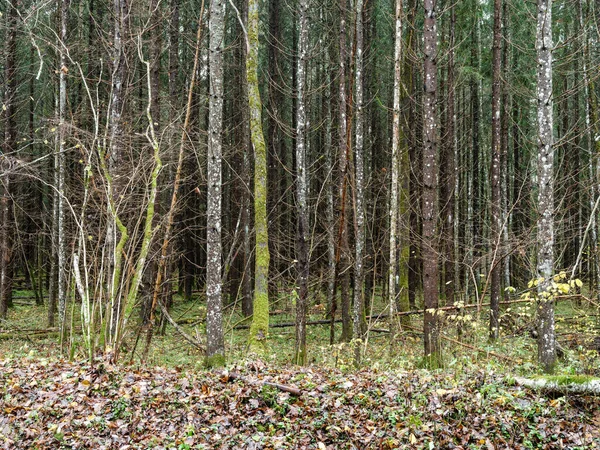 Mur Abstrait Texture Tronc Arbre Dans Forêt Naturelle Avec Vieilles — Photo