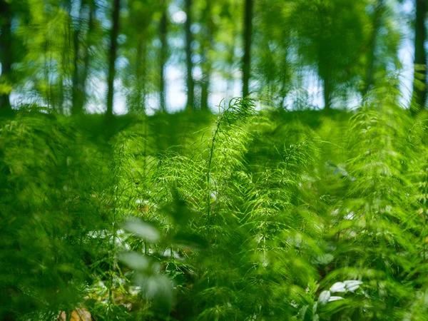 Летняя Зеленая Листва Текстуры Лесной Природе Абстрактный Фон — стоковое фото