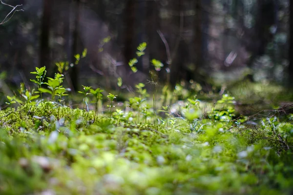 Zomergroen Gebladerte Texturen Bosnatuur Abstracte Achtergronden — Stockfoto