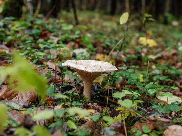 Wild Mushrooms Groving Green Forest Bed Late Autumn Sunny Day — Stock Photo, Image