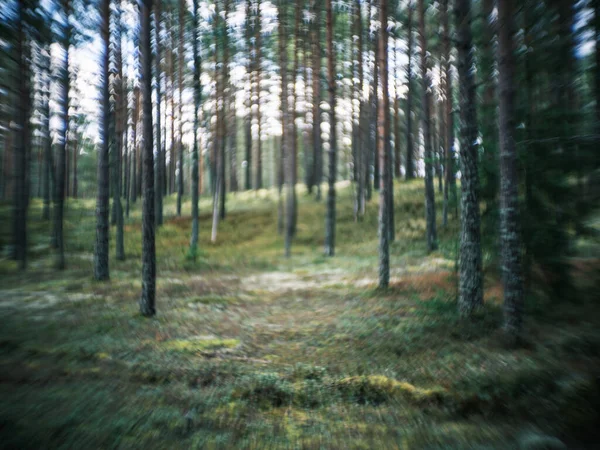 Distorted Forest Plant Details Old Petzval Lens Swirly Bokeh Effect — Stock Photo, Image
