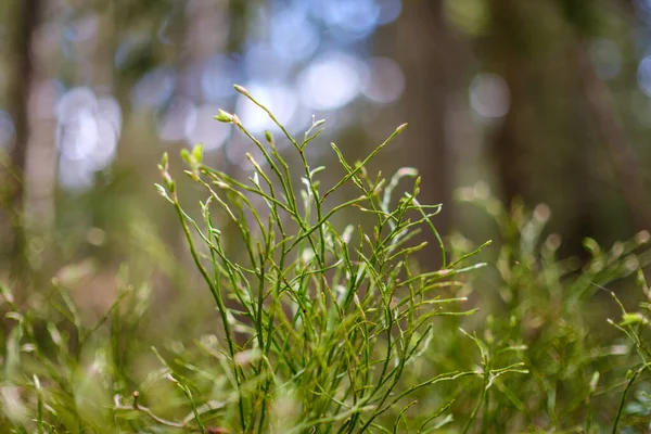 Літні Зелені Текстури Листя Лісовій Природі Абстрактні Фони — стокове фото
