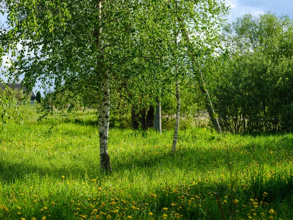 Arboleda Abedul Bosque Verde Verano Pared Tronco Blanco — Foto de Stock