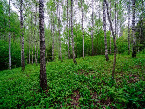 Bouleau Bosquet Dans Forêt Verte Été Mur Tronc Blanc — Photo