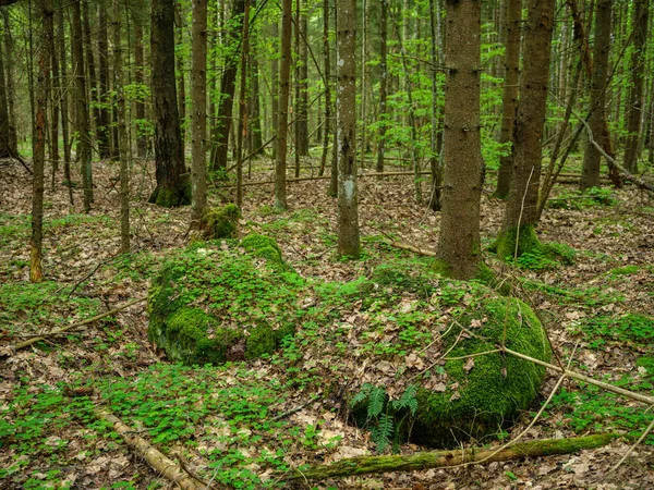 Большие Скалы Зеленом Летнем Лесу Деревьями Скрывающимися Мху — стоковое фото