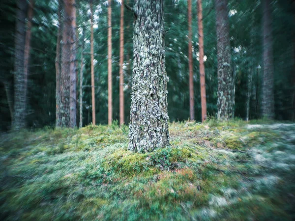 Zniekształcone Szczegóły Rośliny Leśnej Starą Soczewką Petzwalską Wirującym Efektem Bokeh — Zdjęcie stockowe