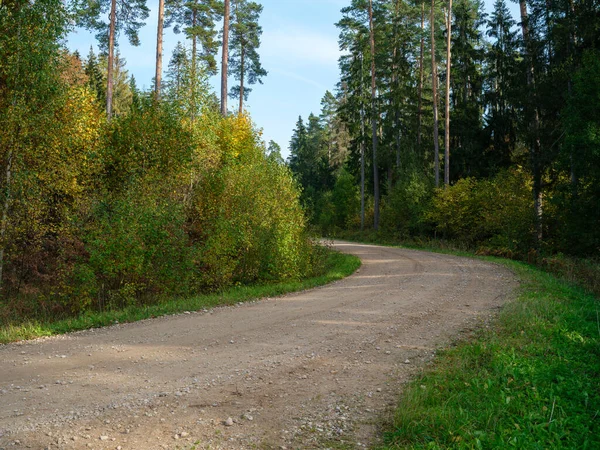 Grusväg Lantlig Sommarnatur Torr Väg Genom Skog — Stockfoto