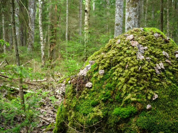 Большие Скалы Зеленом Летнем Лесу Деревьями Скрывающимися Мху — стоковое фото