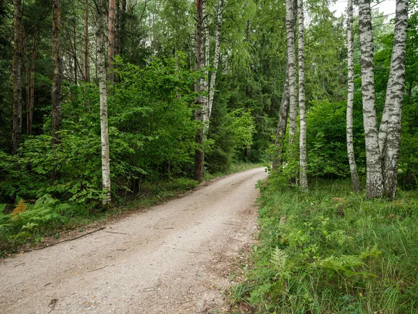 Birch Tree Grove Summer Green Forest White Trunk Wall — Stock Photo, Image