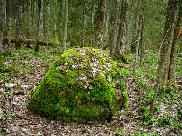 Batu Besar Hutan Musim Panas Hijau Bawah Pohon Bersembunyi Lumut — Stok Foto