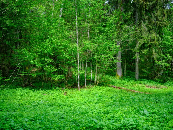 Letní Zelené Listové Textury Lesní Přírodě Abstraktní Pozadí — Stock fotografie