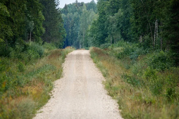 Strada Sterrata Campagna Natura Estiva Strada Asciutta Attraverso Foresta — Foto Stock