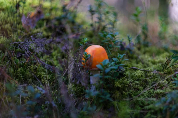Дикі Гриби Ростуть Зеленому Лісі Наприкінці Осені Сонячний День — стокове фото