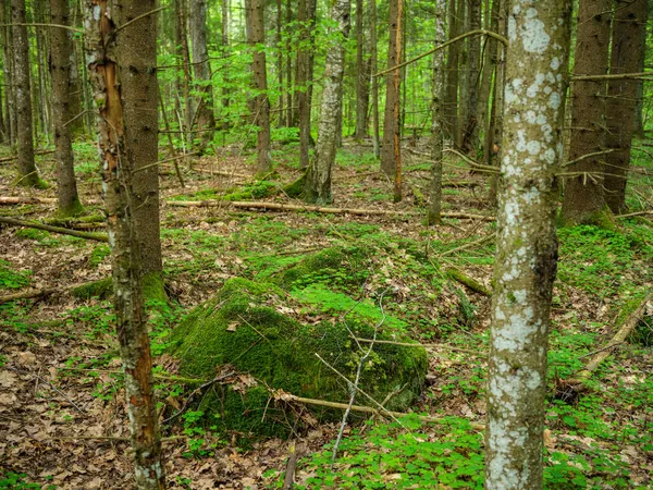 Grandes Rochas Floresta Verde Verão Abaixo Das Árvores Escondidas Musgo — Fotografia de Stock