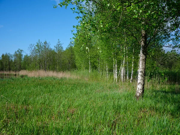 Bosque Bétula Floresta Verde Verão Parede Branca Tronco — Fotografia de Stock