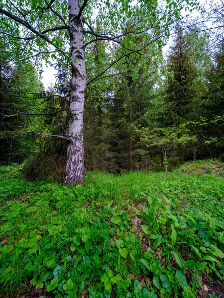 Yeşil Yaz Ormanında Huş Ağacı Koruluğu Beyaz Sandık Duvarı — Stok fotoğraf