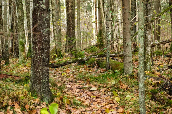Абстрактный Ствол Дерева Текстурная Стена Естественном Лесу Старыми Листьями Земле — стоковое фото