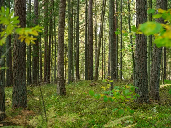Abstrakte Baumstammtextur Wand Natürlichen Wald Mit Alten Blättern Auf Dem — Stockfoto