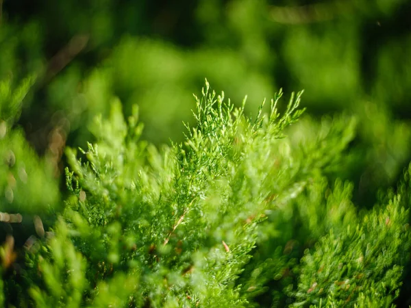 Été Textures Feuillage Vert Dans Nature Forestière Milieux Abstraits — Photo