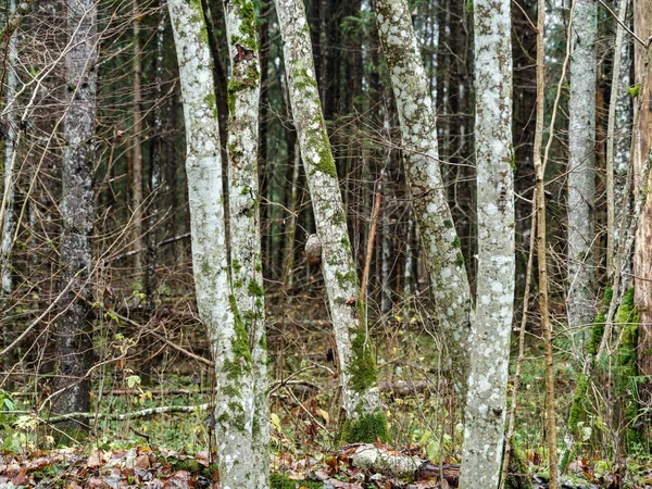 Abstracte Boomstam Textuur Muur Natuurlijk Bos Met Oude Bladeren Grond — Stockfoto