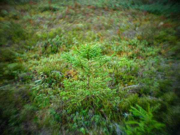 Verzerrte Waldpflanzen Details Mit Alten Petzval Linsen Und Wirbelndem Bokeh — Stockfoto