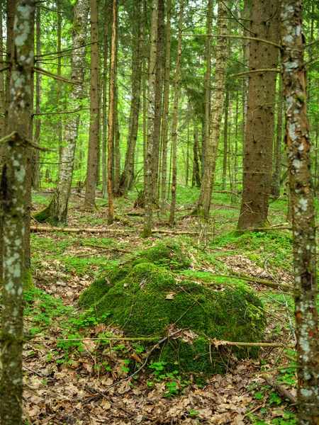 Rocas Grandes Verde Bosque Verano Debajo Los Árboles Que Esconden — Foto de Stock