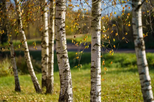 夏の緑の森の白樺の木の森 白い幹壁 — ストック写真